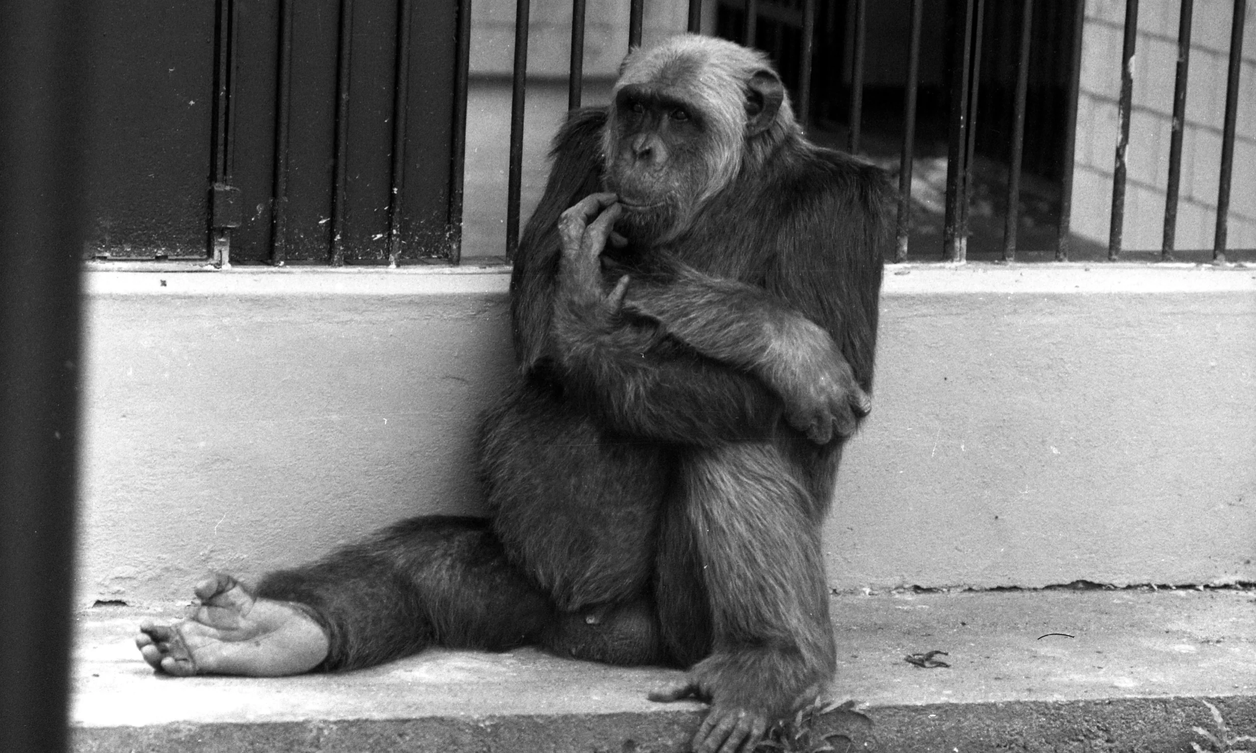 O macaco Tião em sua jaula no Zoológico do Rio | Foto de Augusto Yunes/Agência O GLOBO