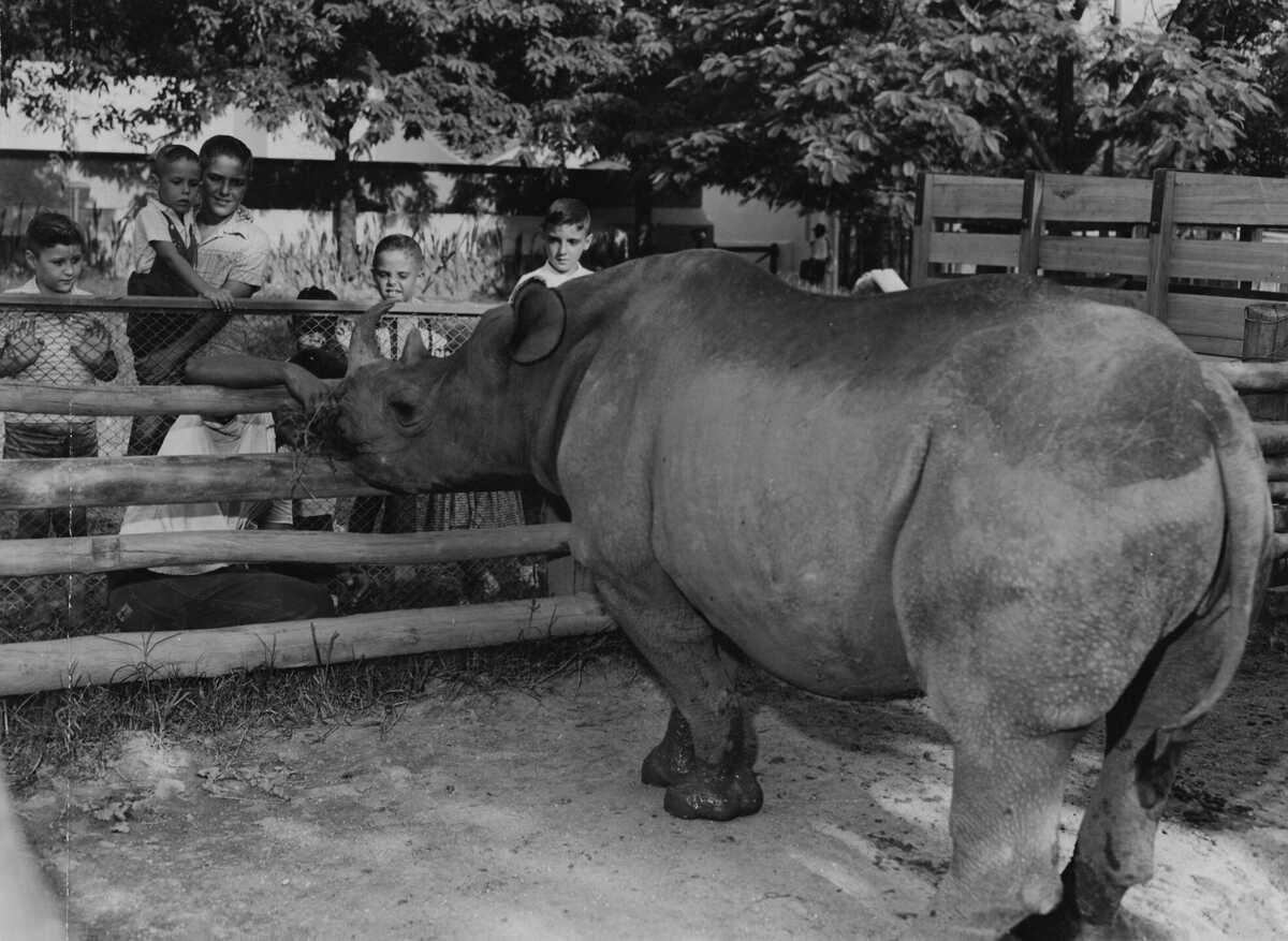 gazetasp.com.br · Conheça Cacareco, o animal eleito para a Câmara de SP em 1959 - Gazeta de São Paulo