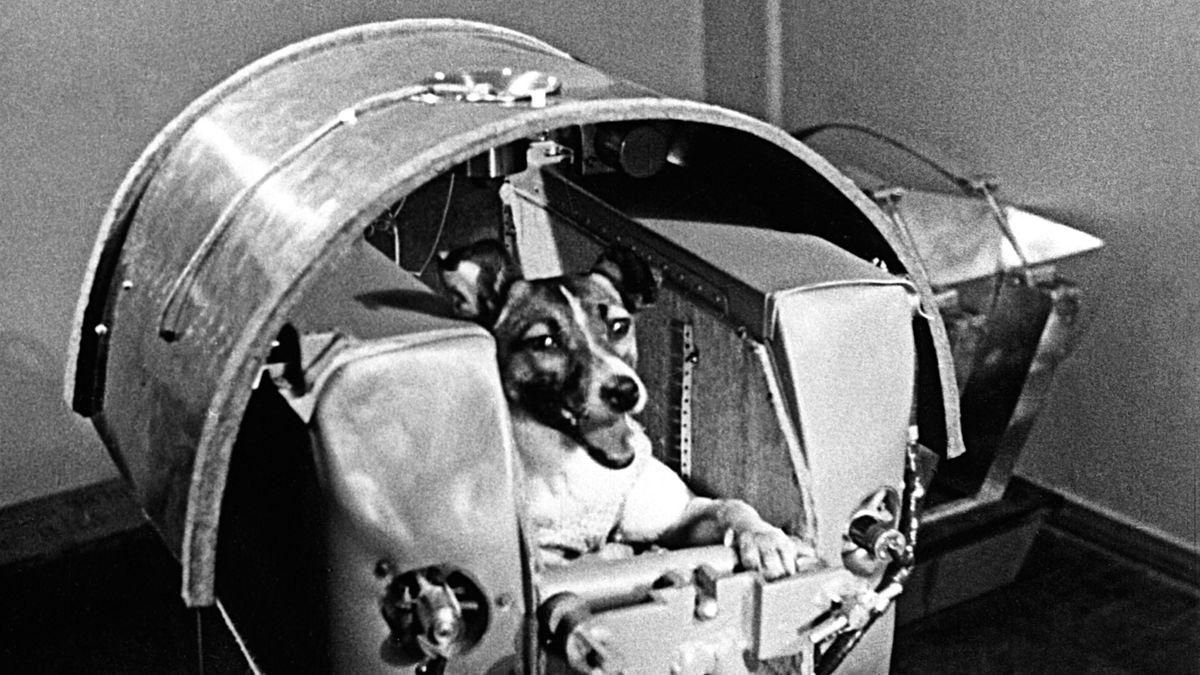 Laika na Sputnik 2